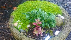 Baby tears with some tiny hostas