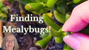 fingers inspecting leaves on jade gollum