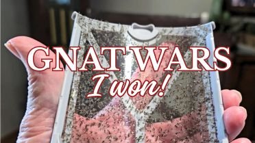 Fungus gnats stuck on trap