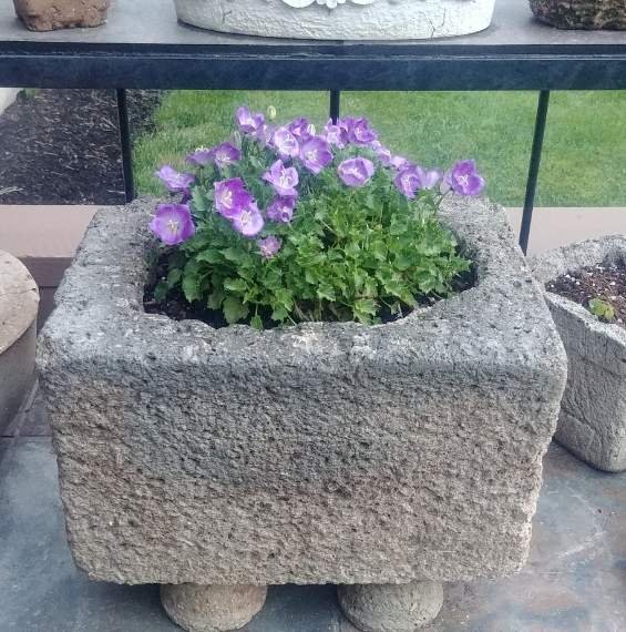 hypertufa with campanula