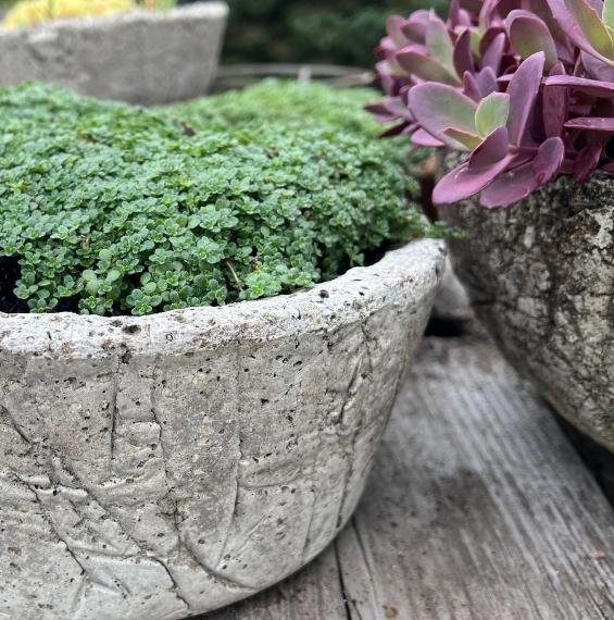 elfin thyme in hypertufa