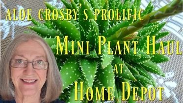 close up of Aloe Crosby's Prolific Plant