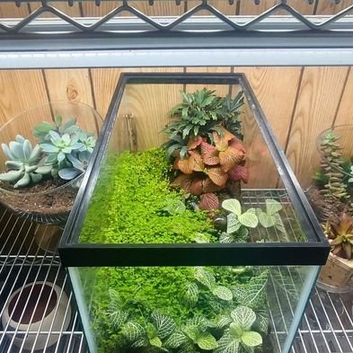 terrarium made with old aquarium