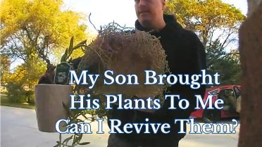 Young man bringing dead plants to mom to rescue