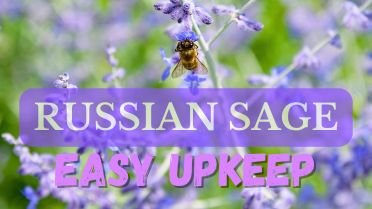 closeup of bee on Russian Sage