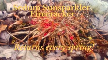 new growth of Sedum sunsparkler Firecracker in spring
