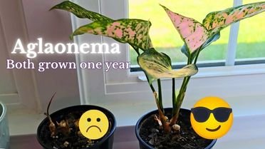 side by side aglaonema one large one tiny