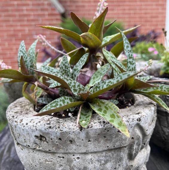 image of Leopard Lily