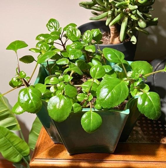 Swedish Ivy in small planter