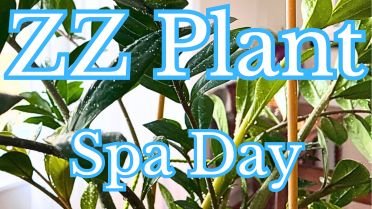 zz plant