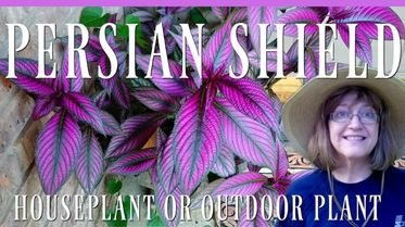 Persian Shield for Outdoors