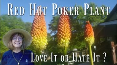 3 red hot poker blooms