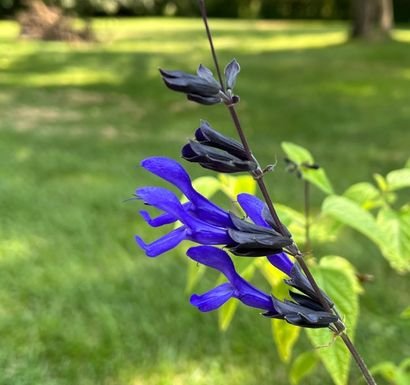 closeup of bloom on Black and Blue Salvia