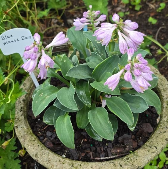 Blue Mouse Ears Hosta in Hypertufa Bowl